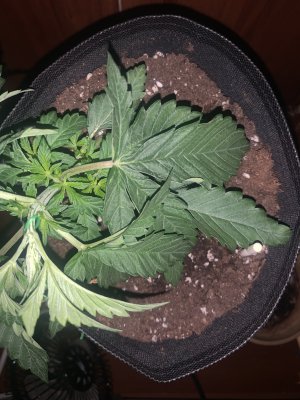 12624D92-9A5F-4BD1-A8B2-CE0E9914193A.jpeg 12624D92-9A5F-4BD1-A8B2-CE0E9914193A.jpeg