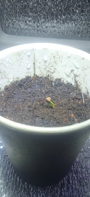 семя гров.jpg семя гров.jpg