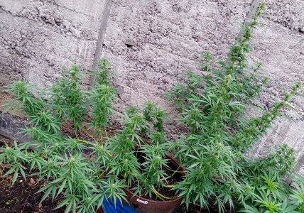 боч.jpg боч.jpg