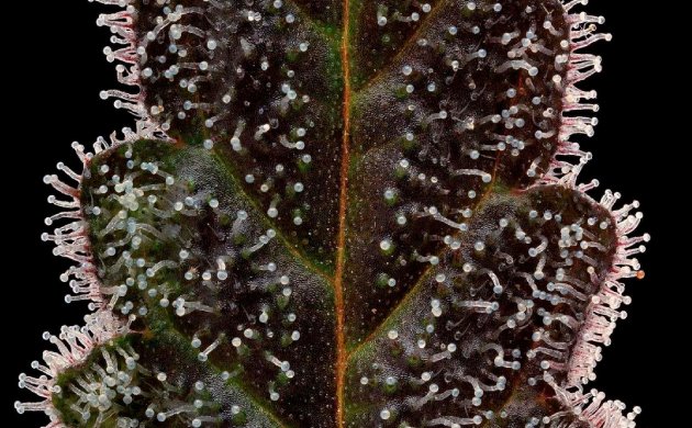 Трихомы конопли Трихомы конопли