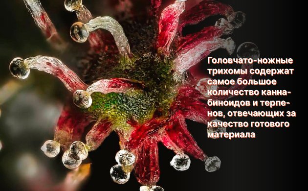 Трихомы на шишках Трихомы на шишках