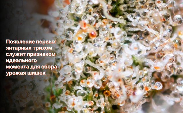 Трихомы и урожай Трихомы и урожай