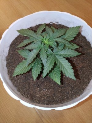 IMG_20220819_095544.jpg IMG_20220819_095544.jpg