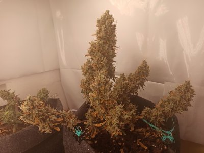 1661025892109.jpg 1661025892109.jpg