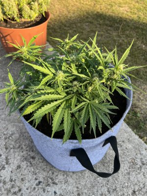 D095AB8C-A50C-48BF-ACC5-F01A65AC0DDE.jpeg D095AB8C-A50C-48BF-ACC5-F01A65AC0DDE.jpeg