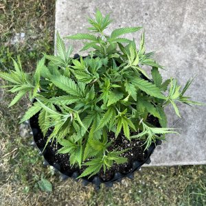 C5BBE7E1-3882-4E57-8736-623FBDEEA9E3.jpeg C5BBE7E1-3882-4E57-8736-623FBDEEA9E3.jpeg