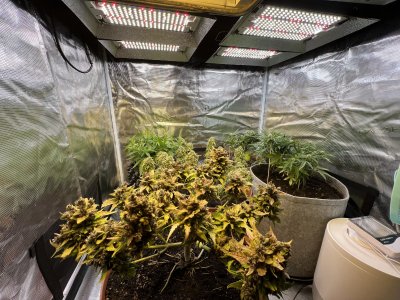 25114E8F-29A0-4196-9FC1-45118528183E.jpeg 25114E8F-29A0-4196-9FC1-45118528183E.jpeg