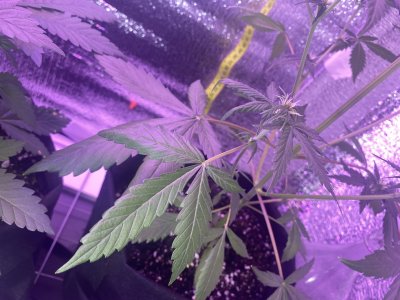 30E74EA8-4C29-4EB0-A299-8DF3FA08B46E.jpeg 30E74EA8-4C29-4EB0-A299-8DF3FA08B46E.jpeg