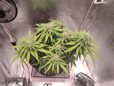 IMG20220829165412.jpg IMG20220829165412.jpg