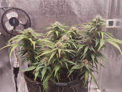 IMG20220829173253.jpg IMG20220829173253.jpg