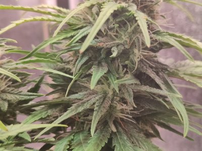 IMG20220829173307.jpg IMG20220829173307.jpg