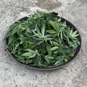 66BD400D-8786-4D7E-BCC8-F3ACA614DF9F.jpeg 66BD400D-8786-4D7E-BCC8-F3ACA614DF9F.jpeg