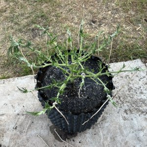 E1E96325-F7A2-4EAB-BB48-E9F3A280B05D.jpeg E1E96325-F7A2-4EAB-BB48-E9F3A280B05D.jpeg