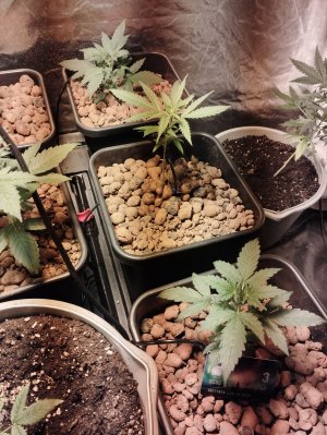 IMG_20220829_182538.jpg IMG_20220829_182538.jpg