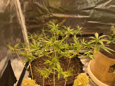 BC3B9815-A5C6-44E9-9AF9-48FDEE782755.jpeg BC3B9815-A5C6-44E9-9AF9-48FDEE782755.jpeg