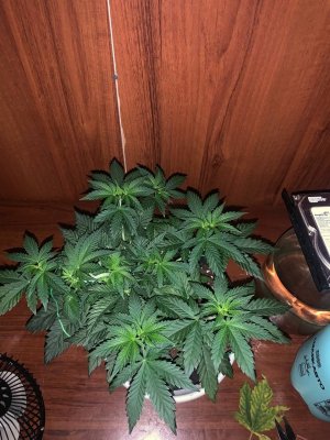 B8FB613A-7AC6-4A44-91FD-897A093E7FCF.jpeg B8FB613A-7AC6-4A44-91FD-897A093E7FCF.jpeg