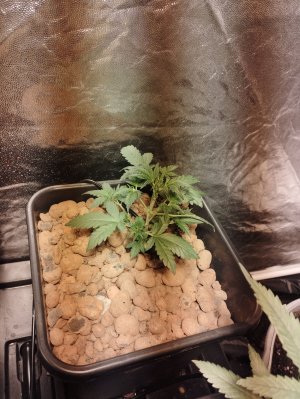 IMG_20220831_230543.jpg IMG_20220831_230543.jpg