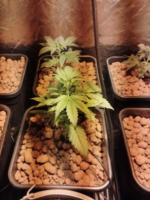 IMG_20220831_230538.jpg IMG_20220831_230538.jpg