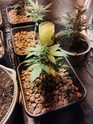 IMG_20220831_230533.jpg IMG_20220831_230533.jpg