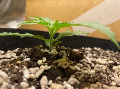 8AB42D91-3DAF-4A79-8F07-8BC6666A055F.jpeg 8AB42D91-3DAF-4A79-8F07-8BC6666A055F.jpeg