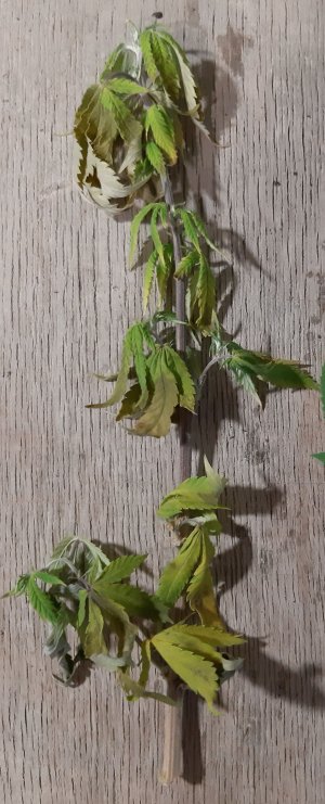 20220906_191856.jpg 20220906_191856.jpg