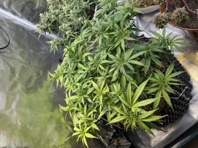 F2A13315-78BD-4037-8819-065AF9A653C3.jpeg F2A13315-78BD-4037-8819-065AF9A653C3.jpeg