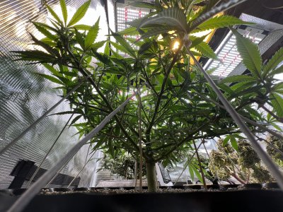 E87FC4B0-449E-4BC0-8C50-03684368E240.jpeg E87FC4B0-449E-4BC0-8C50-03684368E240.jpeg