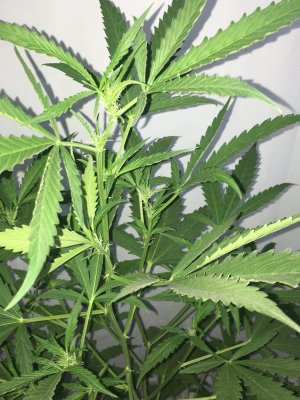 1 (10).JPG 1 (10).JPG