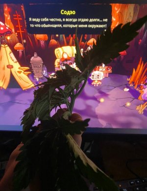 CDC18883-CED0-4E91-988A-4F163757E072.jpeg CDC18883-CED0-4E91-988A-4F163757E072.jpeg