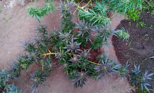 лариска.jpg лариска.jpg