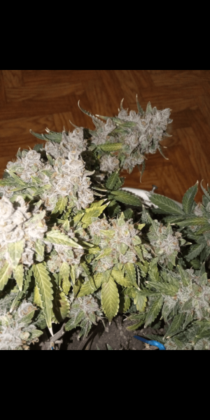 Screenshot_20220919-211840.png Screenshot_20220919-211840.png