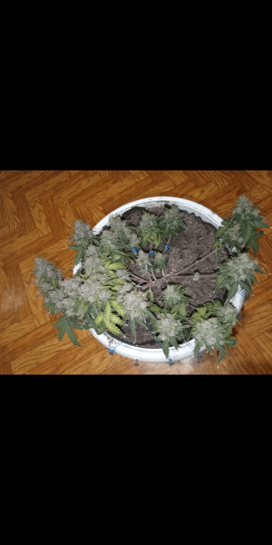 Screenshot_20220919-211850.png Screenshot_20220919-211850.png