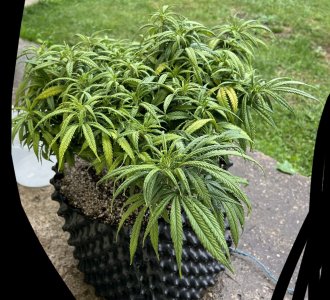 4B98FC22-33C0-454D-B3CD-7EC428717C19.jpeg 4B98FC22-33C0-454D-B3CD-7EC428717C19.jpeg