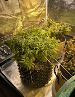 05701D18-8A3D-4465-99AD-3CB1F299D992.jpeg 05701D18-8A3D-4465-99AD-3CB1F299D992.jpeg