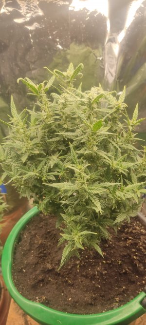 IMG_20220921_190235.jpg IMG_20220921_190235.jpg