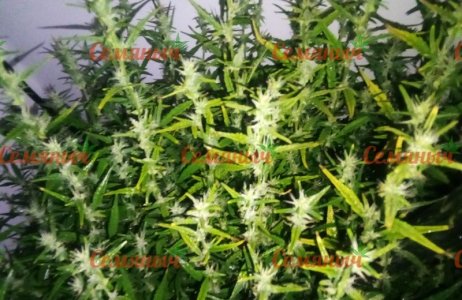 652-wm-34830.09999999404_watermarked.jpg 652-wm-34830.09999999404_watermarked.jpg