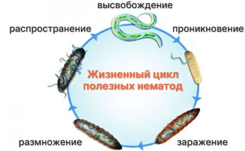 Полезные нематоды