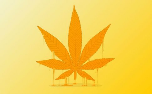 Желтые листья конопли Желтые листья конопли