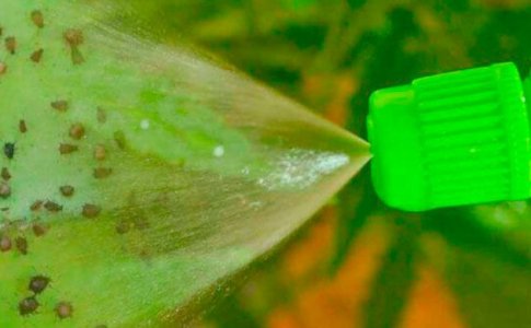 Вредители и болезни Вредители и болезни