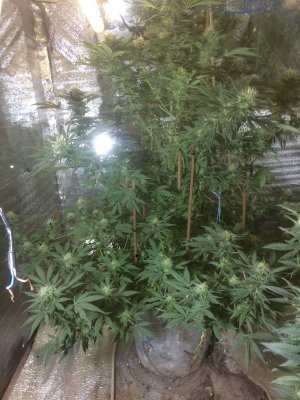 zkittlez-auto-cali-buds-seeds__mxc3fZXVLAvv1pV3.jpeg