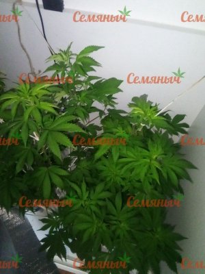 791-wm-24793.900000035763_watermarked.jpg 791-wm-24793.900000035763_watermarked.jpg