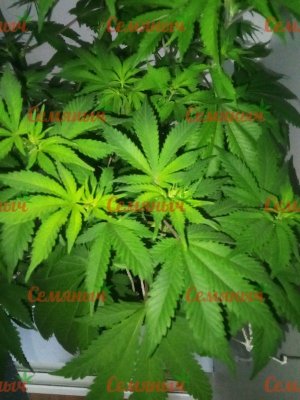 792-wm-24505.80000001192_watermarked.jpg 792-wm-24505.80000001192_watermarked.jpg