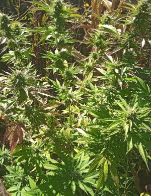 IMG_20221003_133439_0~2.jpg IMG_20221003_133439_0~2.jpg