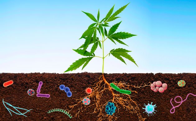 Важность почвенных микробов для конопляного сада Важность почвенных микробов для конопляного сада