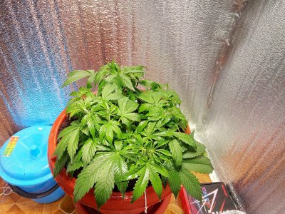 31 день LST1.jpg