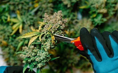 Обрезка шишек конопли при харвесте