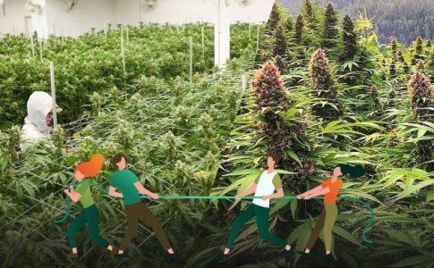 Открытый и закрытый грунт для конопли – аутдор и индор конопли