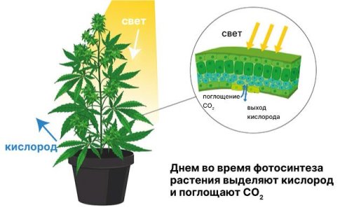 СО2 при выращивании каннабиса