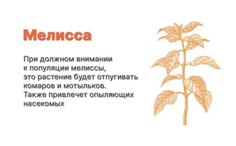 Компаньоны для конопли - мелисса Компаньоны для конопли - мелисса