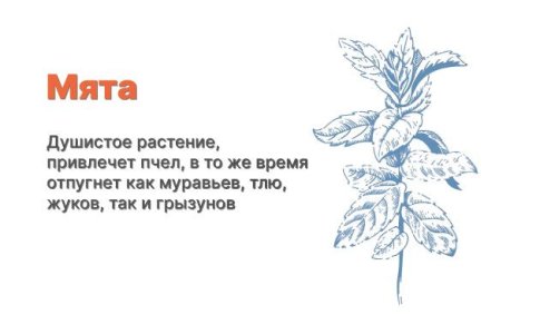 Компаньоны для конопли - мята Компаньоны для конопли - мята